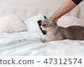 Friendly caress between a man and his cat 47312574