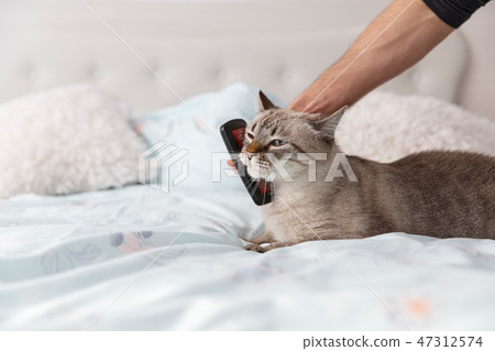 Friendly caress between a man and his cat Friendly caress between a man and his cat 47312574