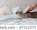 Personal care of a European short hair cat 47312575