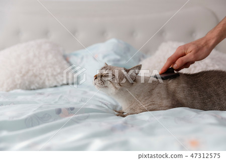 Personal care of a European short hair cat Personal care of a European short hair cat 47312575