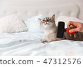 Taking care of a domestic cat 47312576