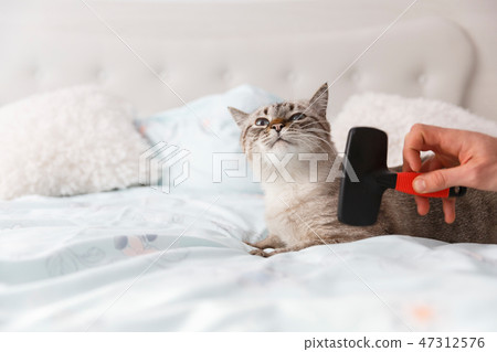 Taking care of a domestic cat Taking care of a domestic cat 47312576