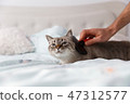 Domestic cat in relaxing mood 47312577