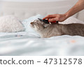 Spoiled cat on the bed 47312578