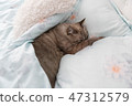 Sleepy cat on the bed 47312579