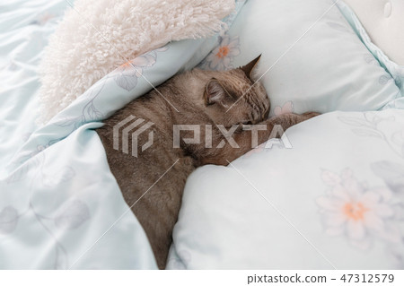 Sleepy cat on the bed 47312579