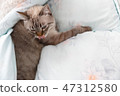 Lazy cat on the bed 47312580