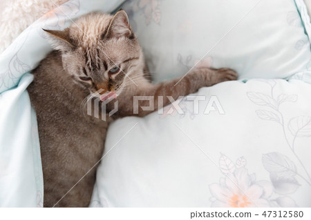 Lazy cat on the bed Lazy cat on the bed 47312580