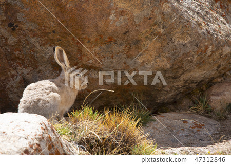 Tibetan Hare, woolly hare , Lepus oiostolus, India Tibetan Hare, woolly hare , Lepus oiostolus, India 47312846