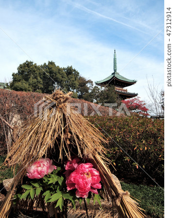Winter Peony landscape 47312914