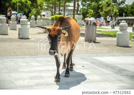 A Cow In Ngong Ping Village on Lantau island, Hong Kong, Chine. January 2018 47312982
