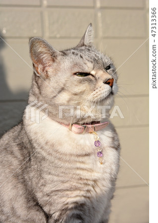 一隻貓嗅著風的味道 47313366