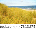 beach of the Baltic sea with beach grass  47313875