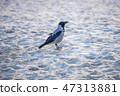 hooded crow on a beach of the Baltic sea in Poland 47313881