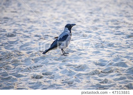 hooded crow on a beach of the Baltic sea in Poland 47313881