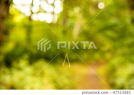 Scots pine needle hanging in the air in a forest Scots pine needle hanging in the air in a forest 47313883