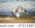 Black headed gull on a beach of the Baltic Sea  47313889
