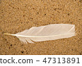 feather on a sand beach 47313891