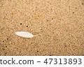 feather on a sand beach 47313893