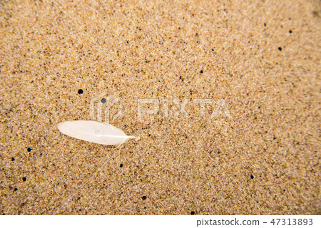feather on a sand beach feather on a sand beach 47313893