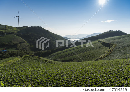 Anbang Deju Chinese cabbage field Anbang Deju Chinese cabbage field 47314219