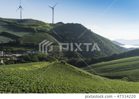 Anbang Deju Chinese cabbage field 47314220