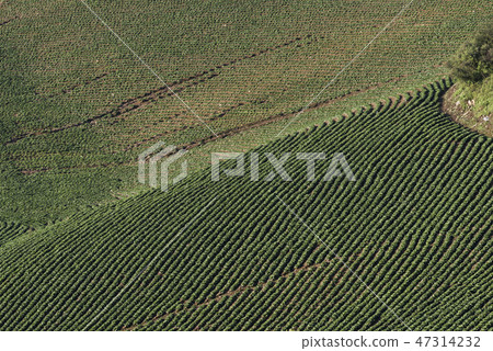 Anbang Deju Chinese cabbage field 47314232