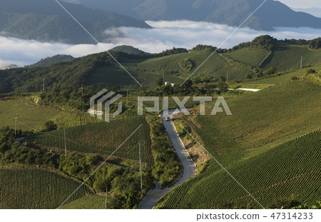Anbang Deju Chinese cabbage field Anbang Deju Chinese cabbage field 47314233