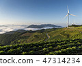 Anbang Deju Chinese cabbage field 47314234