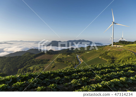 Anbang Deju Chinese cabbage field Anbang Deju Chinese cabbage field 47314234