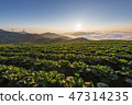 Anbang Deju Chinese cabbage field 47314235
