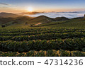 Anbang Deju Chinese cabbage field 47314236