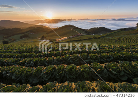 Anbang Deju Chinese cabbage field Anbang Deju Chinese cabbage field 47314236