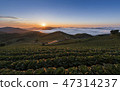 Anbang Deju Chinese cabbage field 47314237