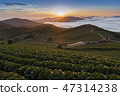 Anbang Deju Chinese cabbage field 47314238