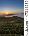 Anbang Deju Chinese cabbage field 47314239