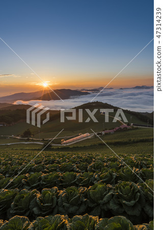 Anbang Deju Chinese cabbage field 47314239