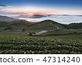 Anbang Deju Chinese cabbage field 47314240