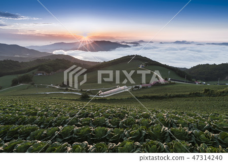 Anbang Deju Chinese cabbage field 47314240