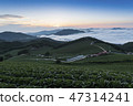 Anbang Deju Chinese cabbage field 47314241