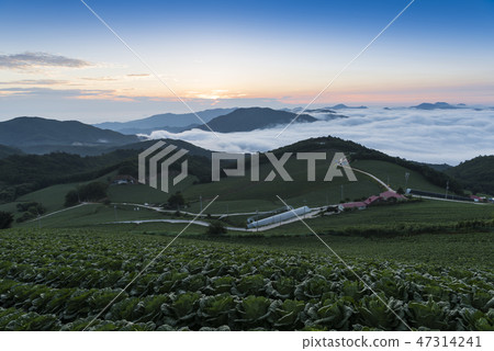 Anbang Deju Chinese cabbage field 47314241