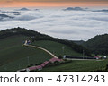 Anbang Deju Chinese cabbage field 47314243