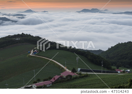Anbang Deju Chinese cabbage field 47314243