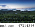 Anbang Deju Chinese cabbage field 47314246
