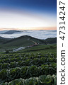 Anbang Deju Chinese cabbage field 47314247