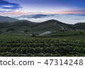 Anbang Deju Chinese cabbage field 47314248