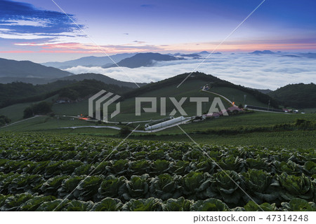 Anbang Deju Chinese cabbage field Anbang Deju Chinese cabbage field 47314248
