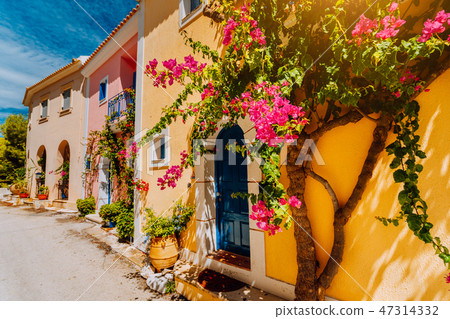Traditional colorful greek houses in Assos village. Blooming fuchsia plant flowers growing around 47314332