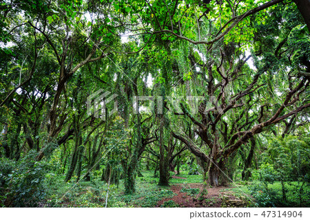 Forest on Hawaii 47314904