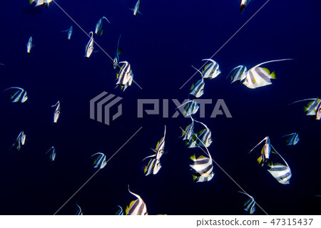 school of angel fish in the blue ocean school of angel fish in the blue ocean 47315437